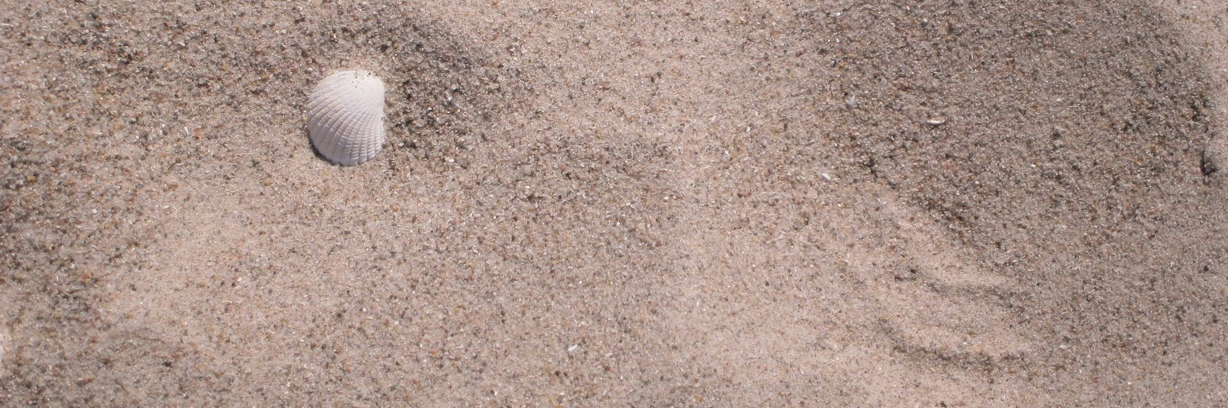 Sabbia Conchiglia